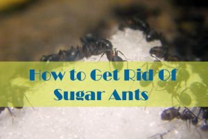 17 Natural Ways To Getting Rid Of Sugar Ants In House And Kitchen   How To Get Rid Of Sugar Ants 300x200 