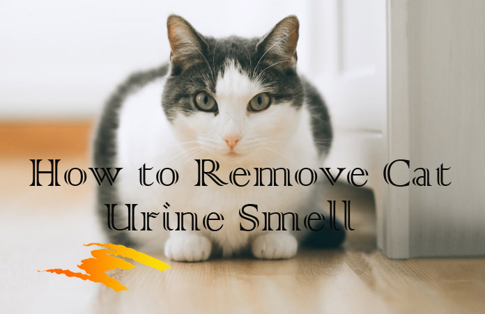 home remedies for cat pee smell