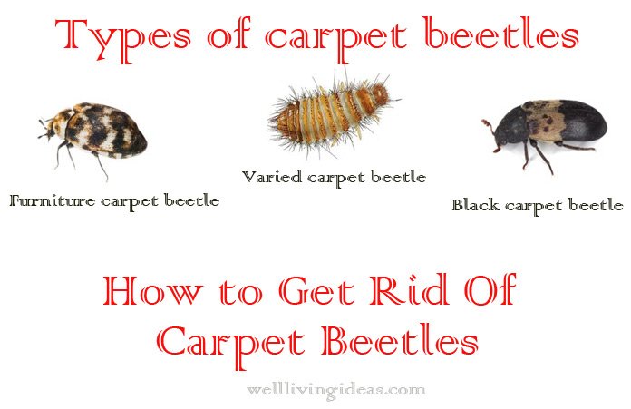15 Effective Do It Yourself Ways To Get Rid Of Carpet Beetles