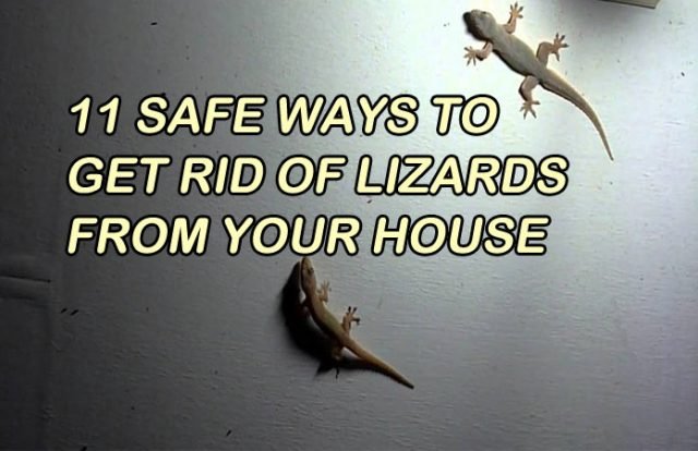 Get Rid of Lizards from your House Naturally