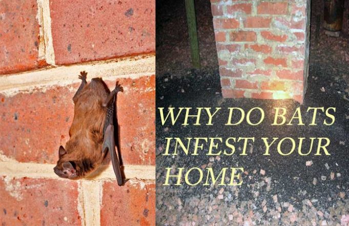 how-to-get-bats-out-of-your-house-best-way-to-trapping-bats-in-home