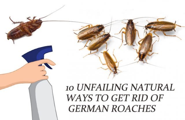 Natural Ways to Get Rid of German Roaches (Baby Roaches)