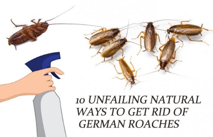 10 Unfailing Natural Ways to Get Rid of German Roaches (Baby