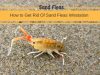 rid infestation sand effective fleas remedies carpet beetles