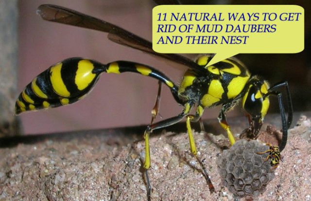 Natural Ways To Get Rid Of Mud Daubers And Their Nest