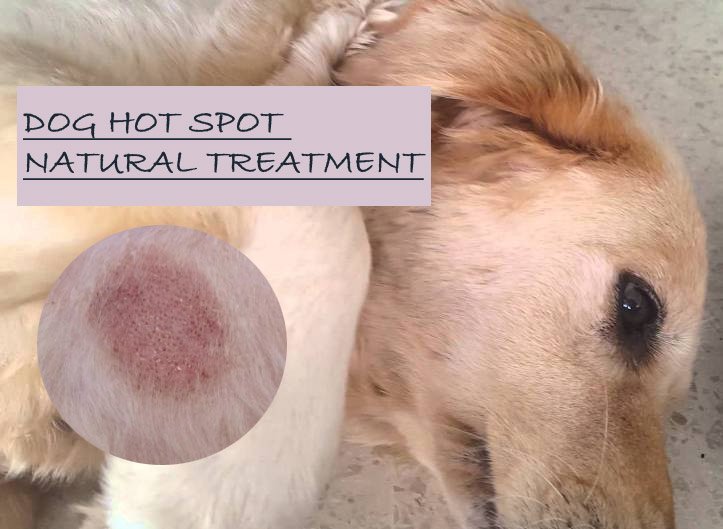 dog hot spot treatment
