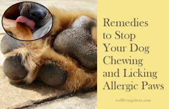 10 Easy Home Remedies to Stop Your Dog Chewing and Licking Allergic Paws