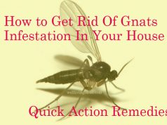 15 Effective Do It Yourself Ways To Get Rid Of Carpet Beetles