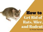 21 Inexpensive Home Remedies to Get Rid of Rats, Mice, and Rodents