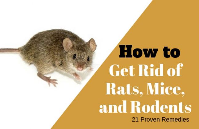 21 Inexpensive Home Remedies to Get Rid of Rats, Mice, and Rodents