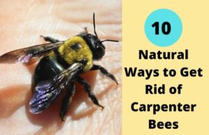 10 Natural Ways to Get Rid of Carpenter Bees